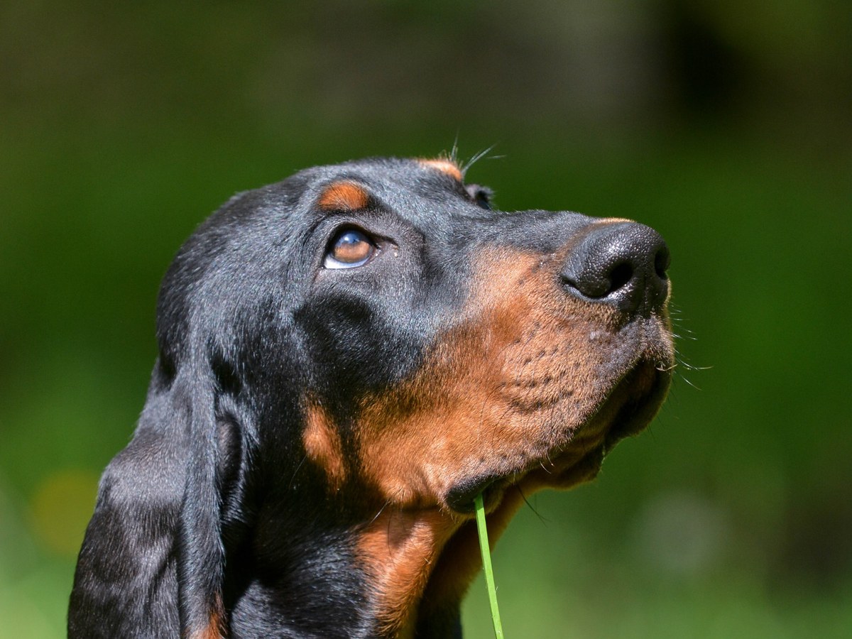 Péče o krátkou srst a dlouhé uši Black and Tan Coonhounda