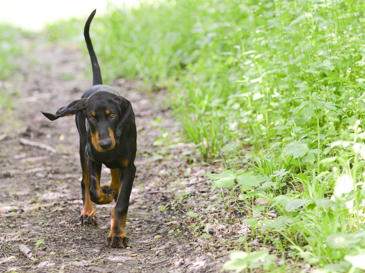 Mladý Black and Tan Coonhound v dobré kondici