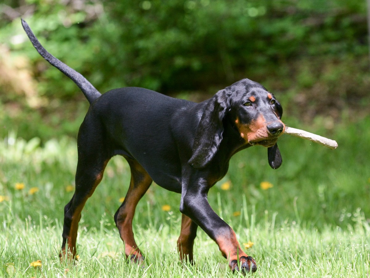 Black and Tan Coonhound při aktivním pohybu v přírodě
