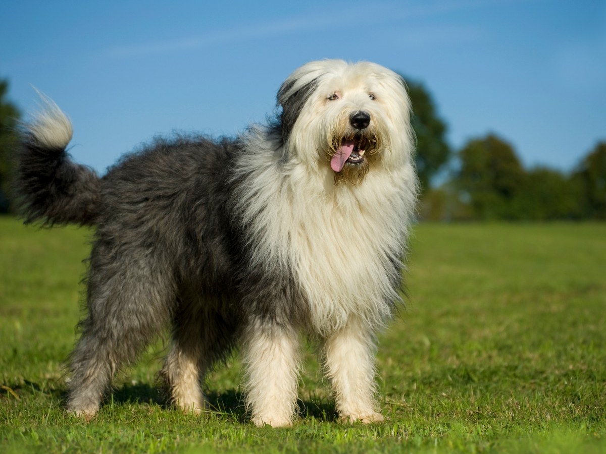 Bobtail na louce připomínající jeho původní práci ovčáckého psa