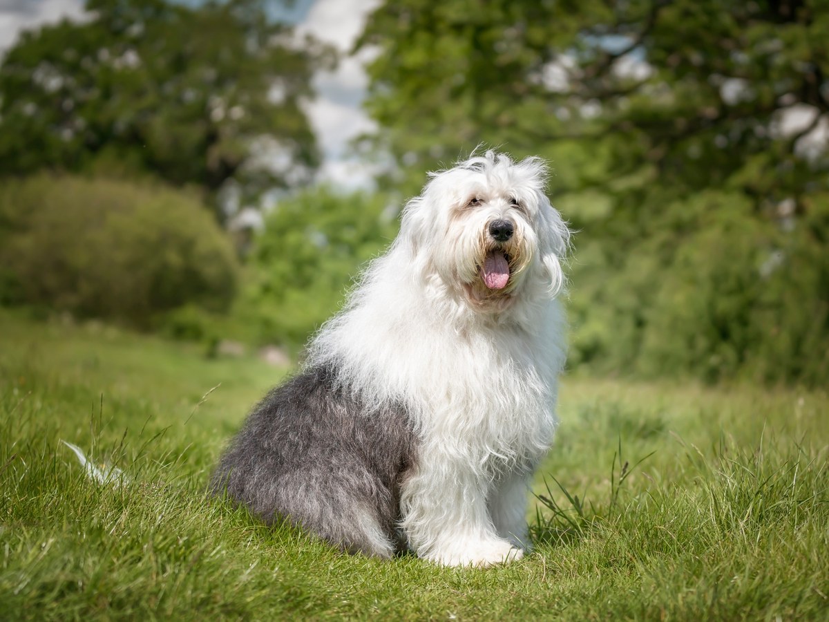 Bobtail v dobré kondici při pobytu v přírodě