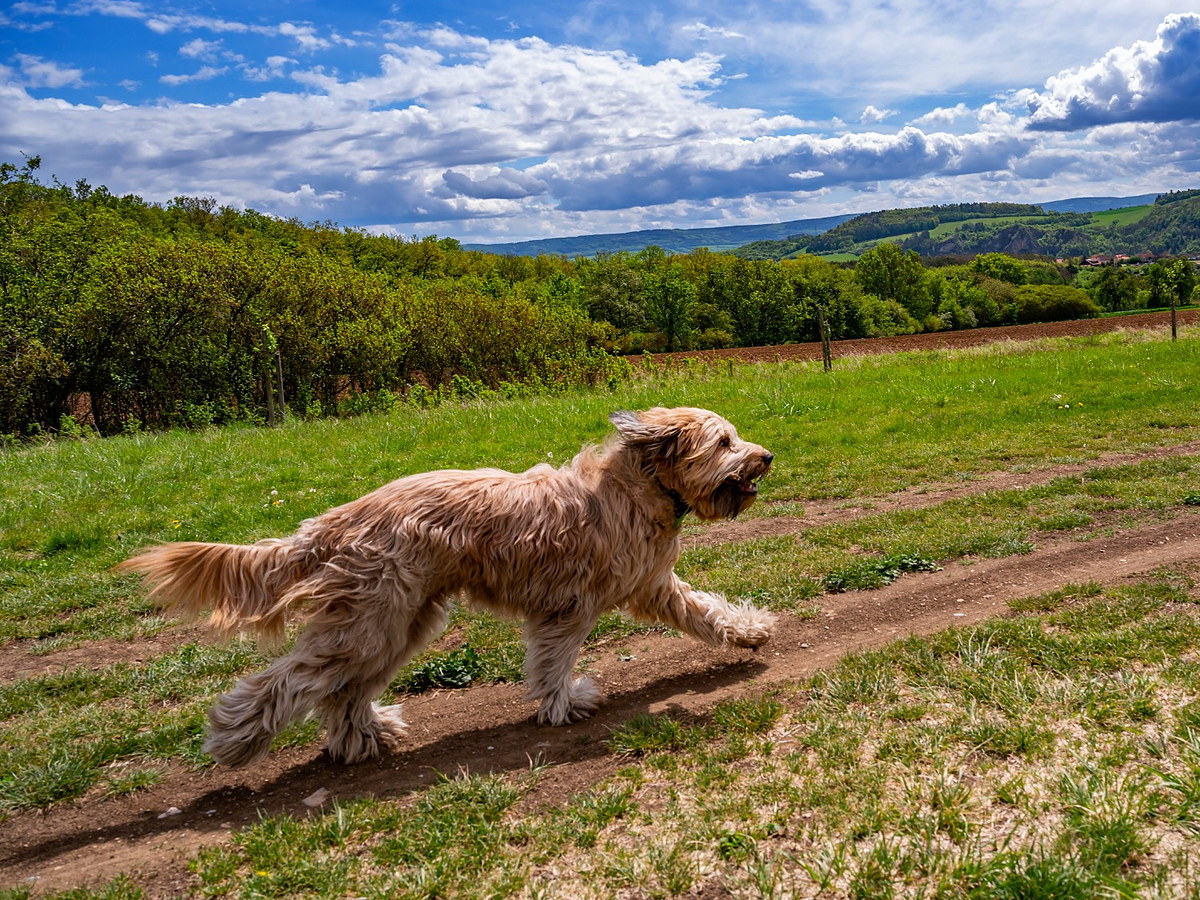 Briard při aktivním pohybu v přírodě