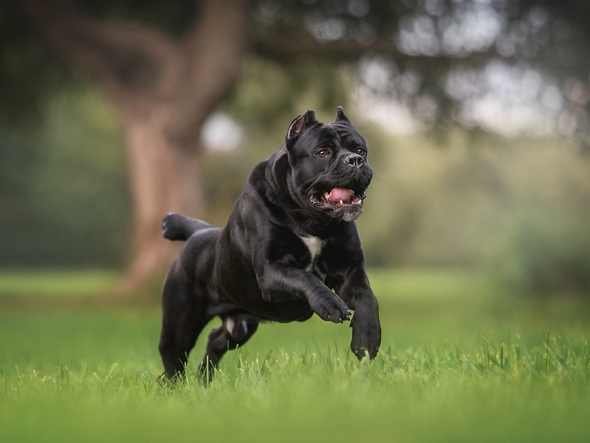 Cane corso pri rýchlom pohybe po tráve