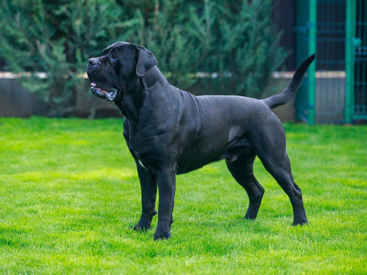Cane corso v pevnej a zdravej kondícii