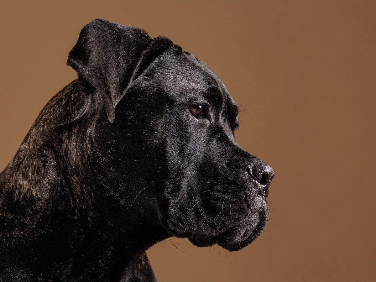 Starostlivosť o krátku srsť cane corso