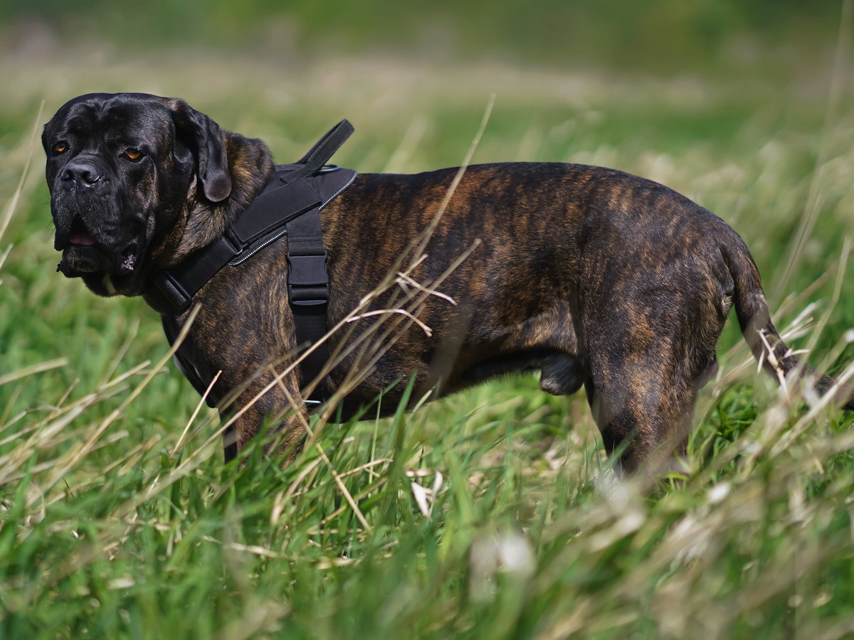 Cane corso v prírode pripomínajúci taliansky pôvod plemena