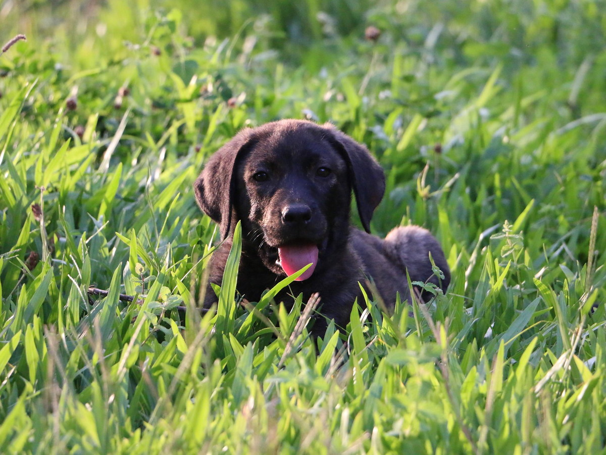 Šteňa plemena Cão de Castro Laboreiro ležiace vo vysokej tráve