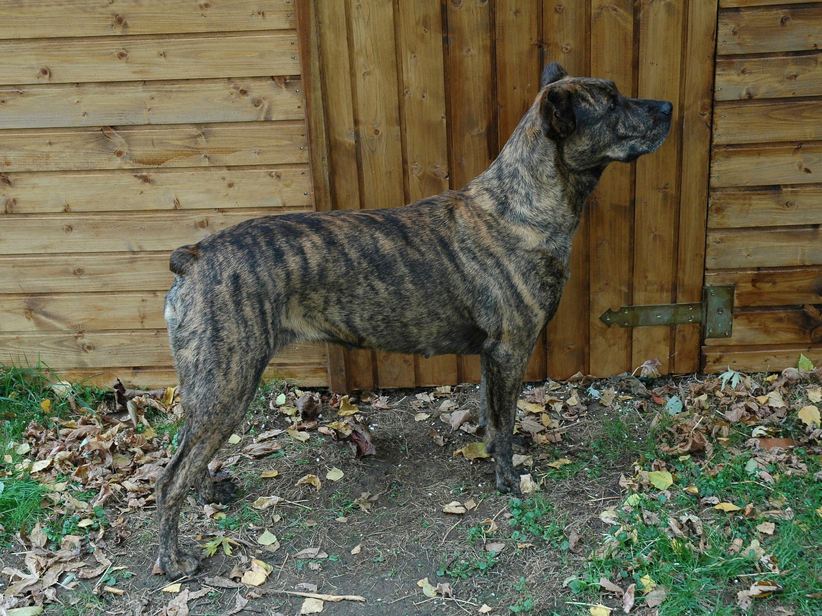 Cão de Castro Laboreiro v typickom bočnom postoji