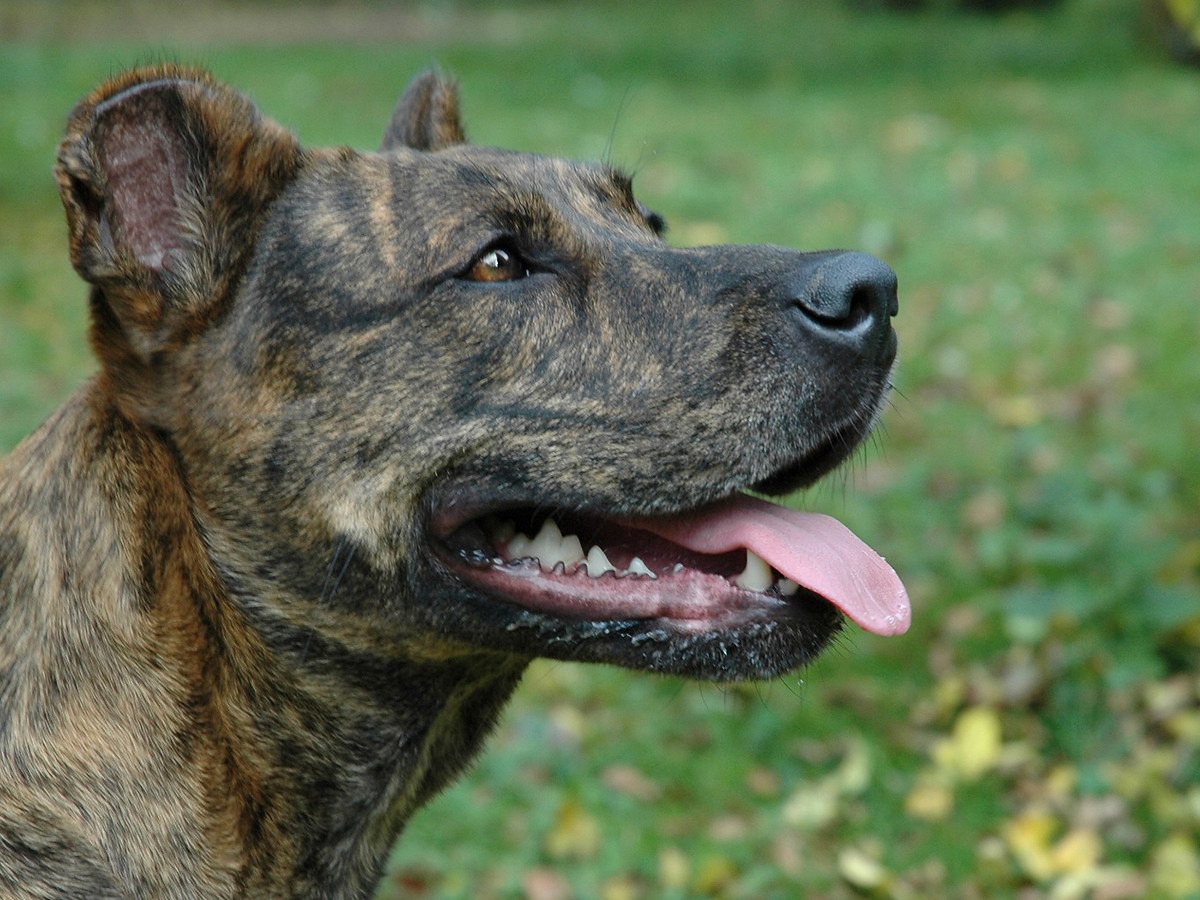 Portrét žíhaného Cão de Castro Laboreiro