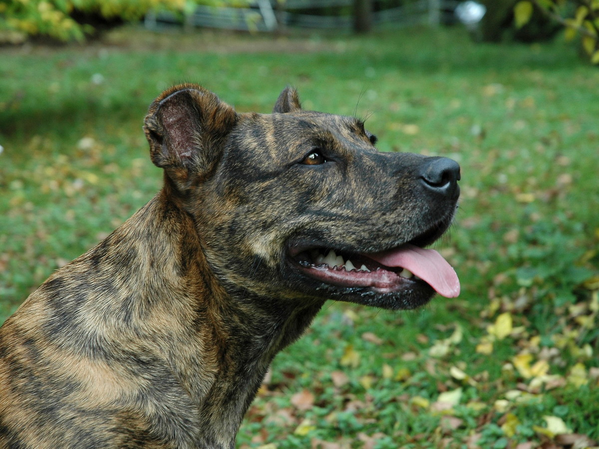 Cão de Castro Laboreiro v prírodnom prostredí