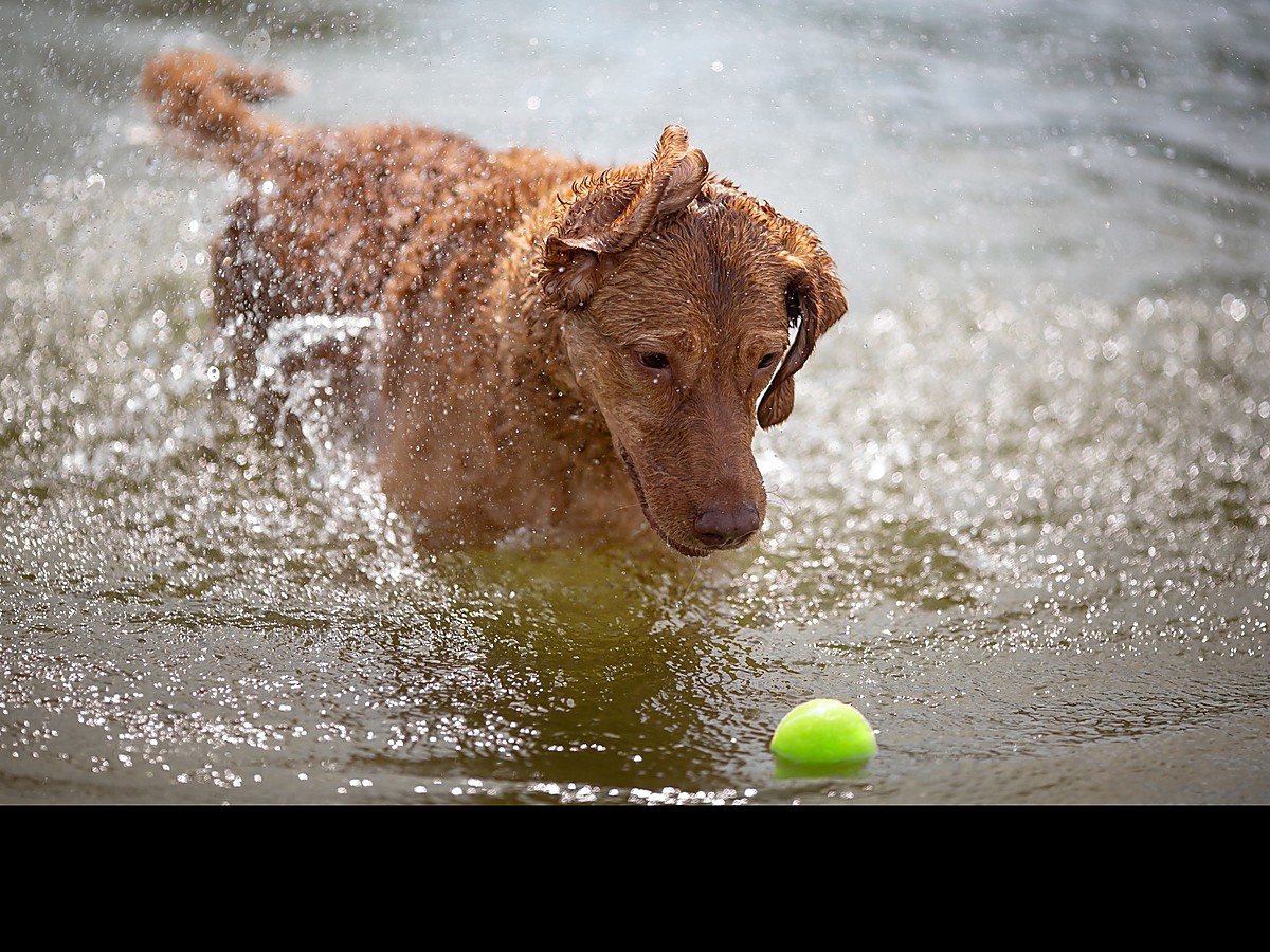 Chesapeake bay retriever pri aportovaní vo vode