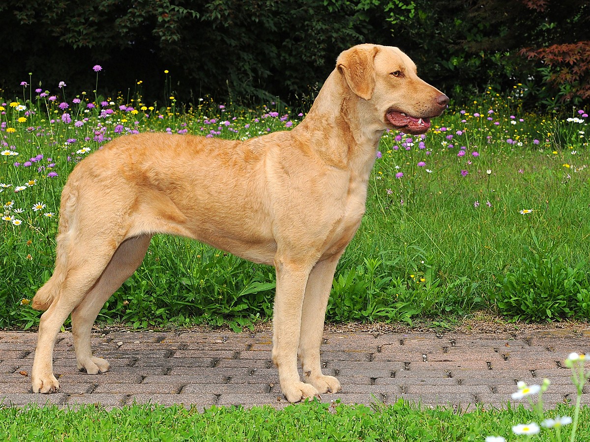 Chesapeake bay retriever v postoji