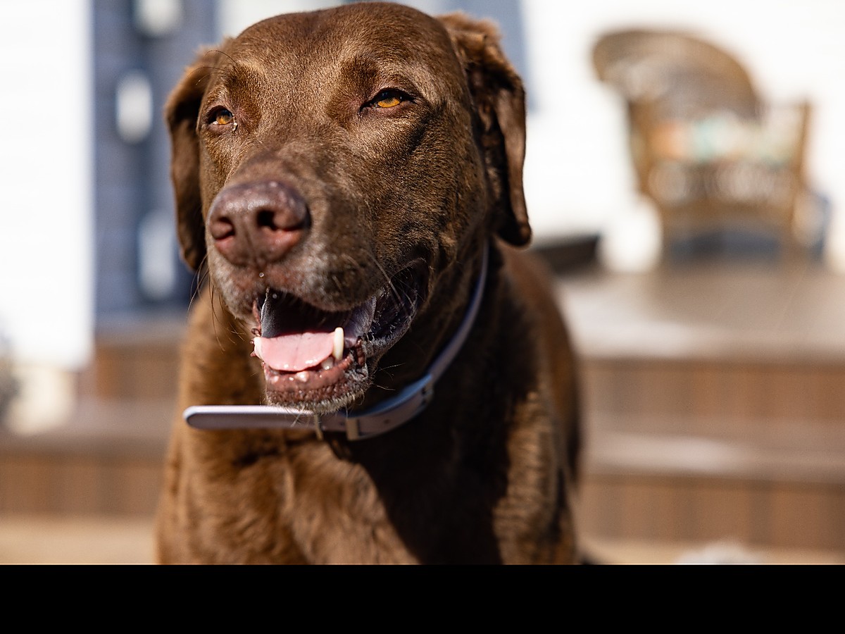 Portrét chesapeake bay retrievera