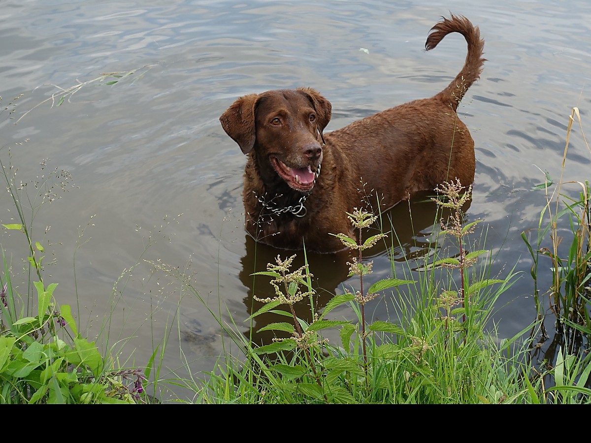 Chesapeake bay retriever v prírode pri vode