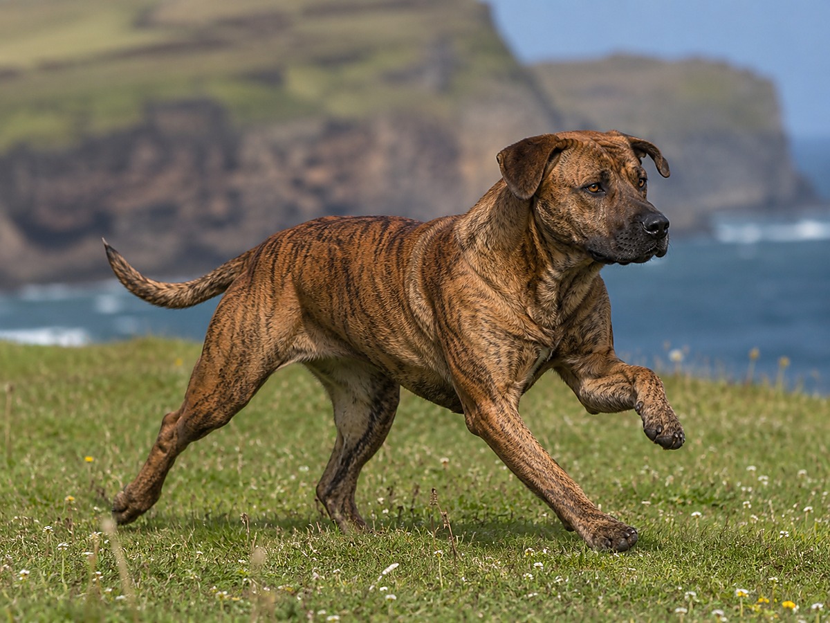 Chien Fila de Saint Miguel při aktivním pohybu