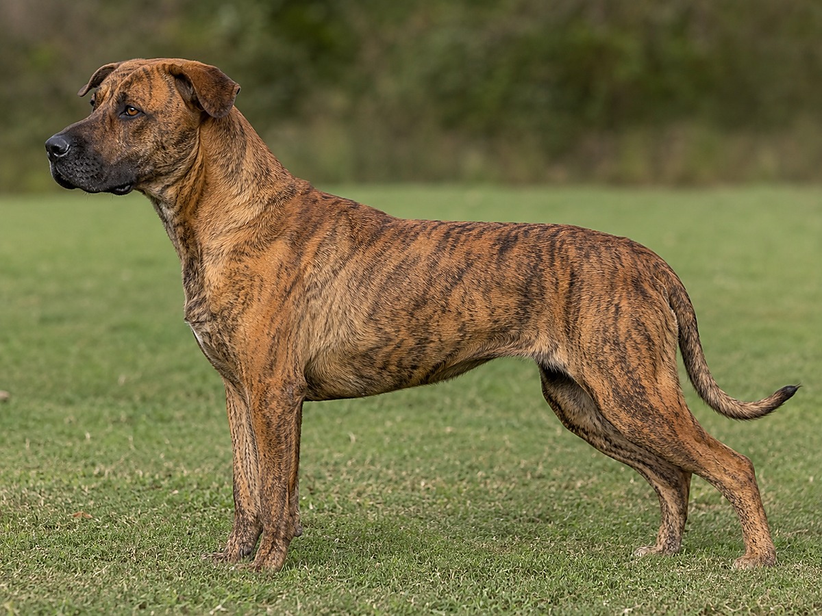 Chien Fila de Saint Miguel ve zdravé pracovní kondici