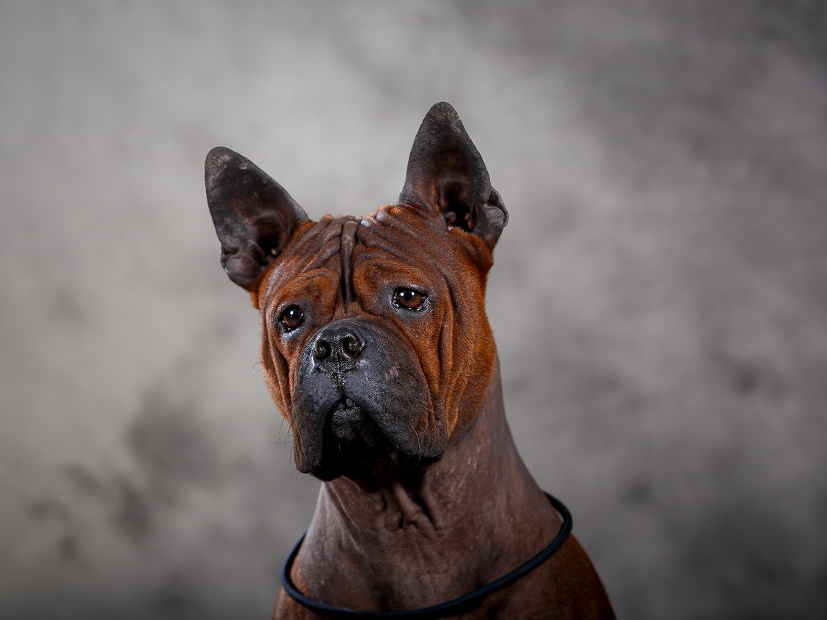 Péče o krátkou srst a kůži plemene Chinese Chongqing Dog