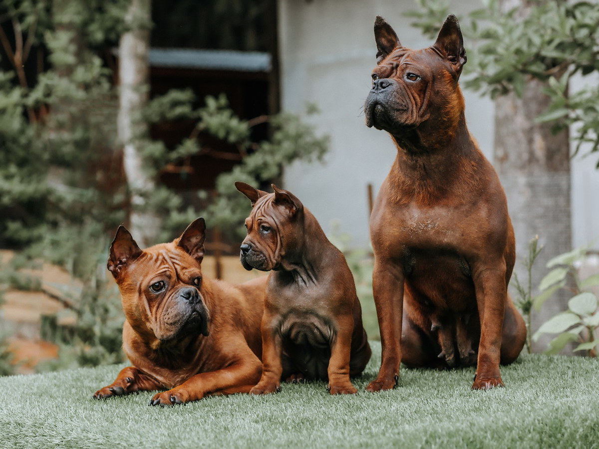 Skupina psů Chinese Chongqing Dog připomínající zachování vzácného plemene