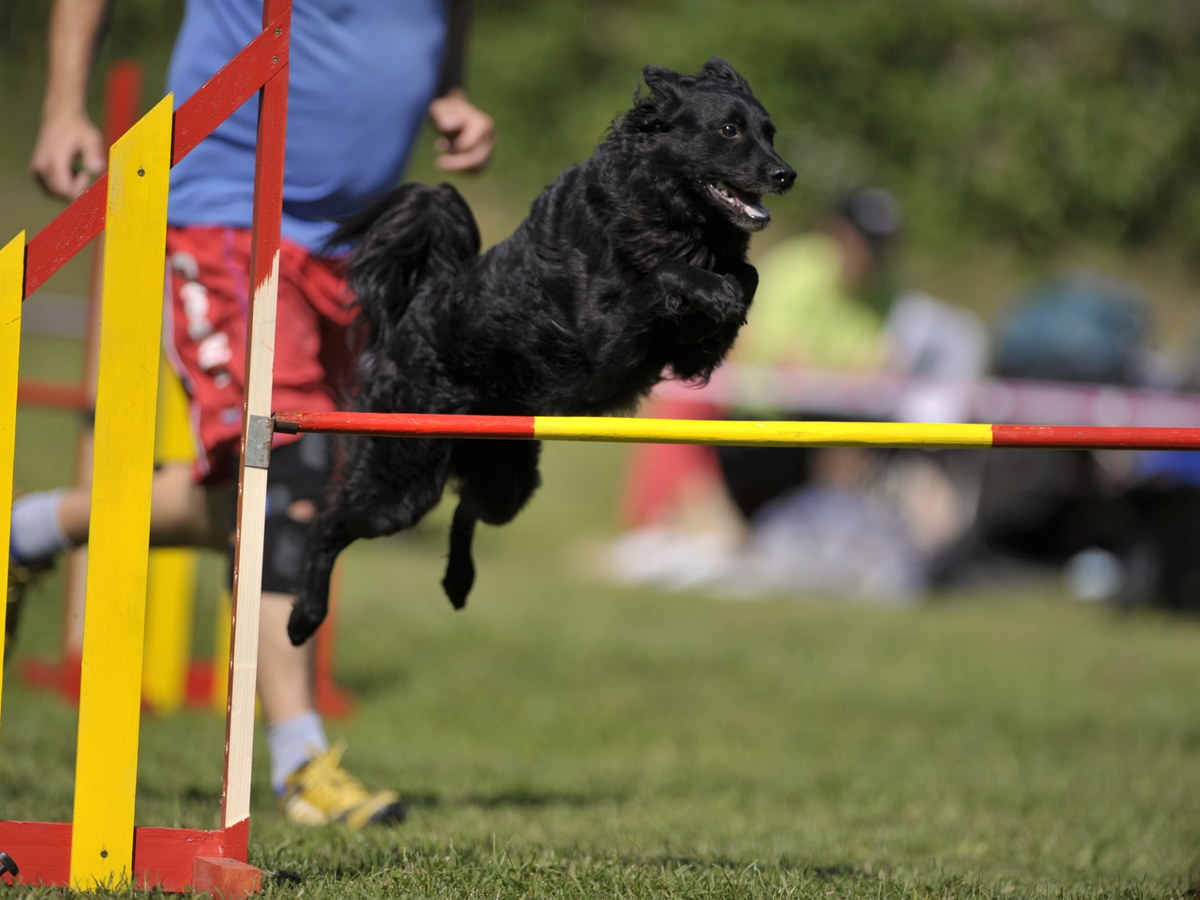 Chorvátsky ovčiak pri agility