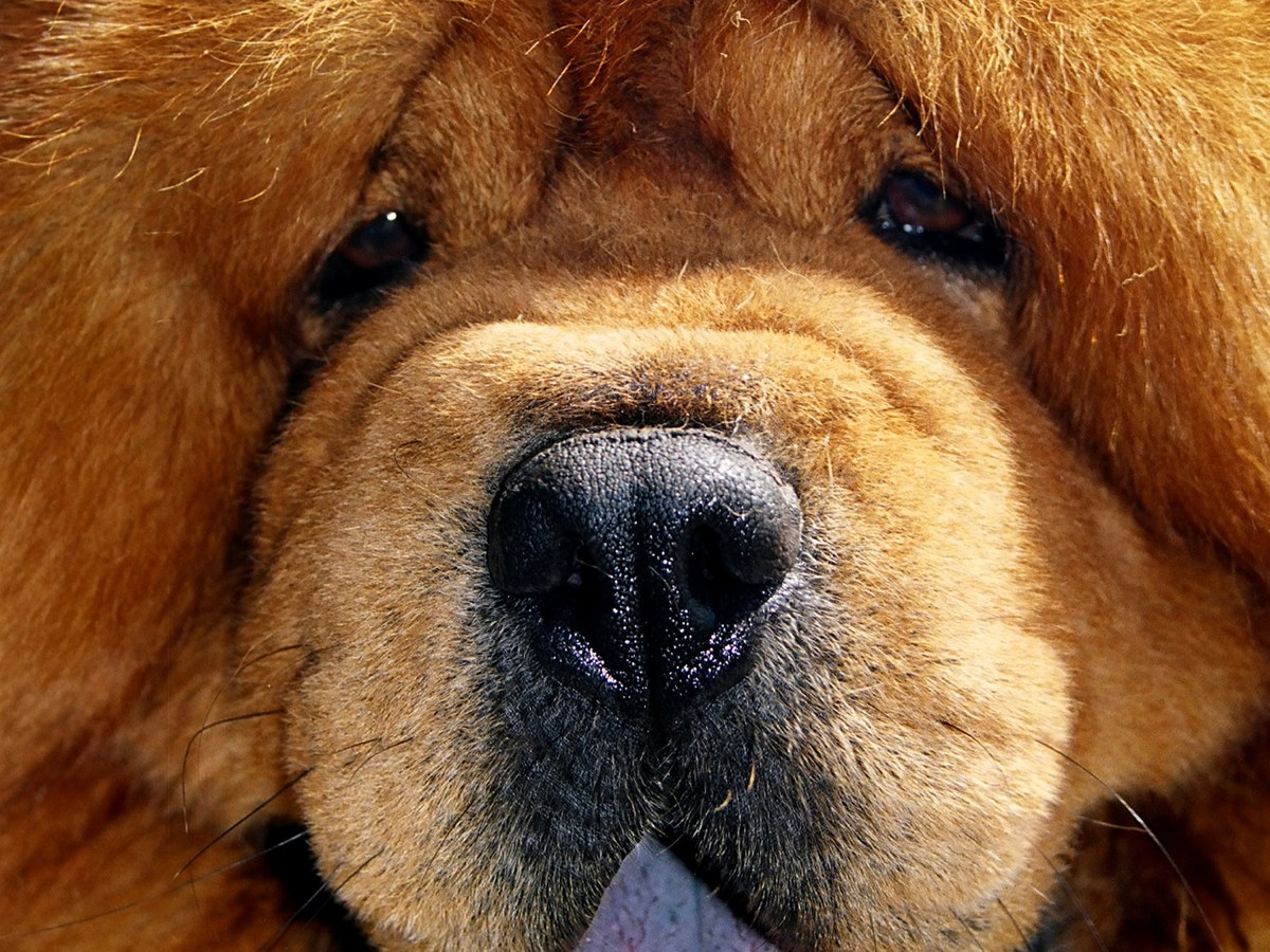 Starostlivosť o srsť plemena Chow Chow