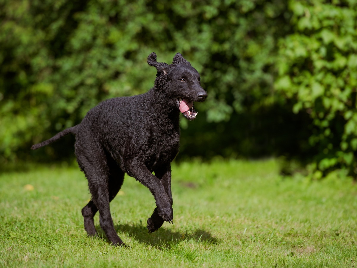 Čierny curly coated retriever pri behu po tráve
