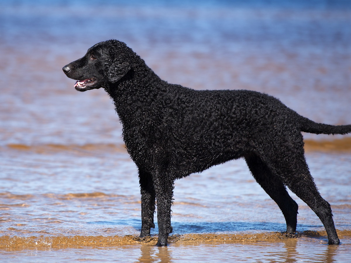 Curly coated retriever v typickom postoji vo vode