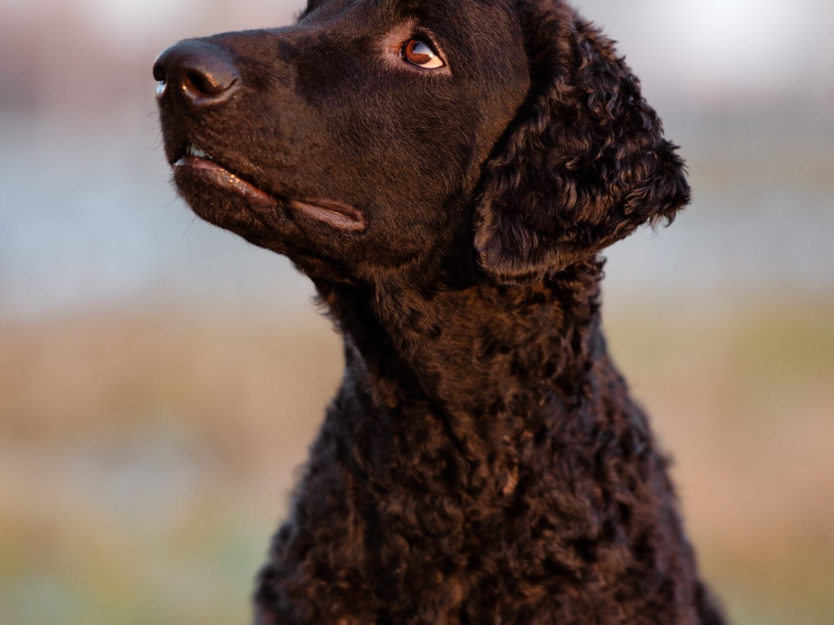 Portrét čierneho curly coated retrievera