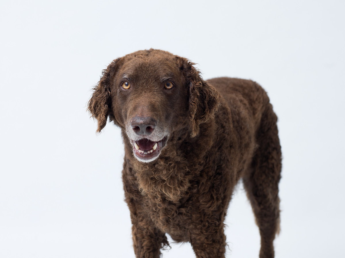 Hnedý curly coated retriever v prírodnom prostredí