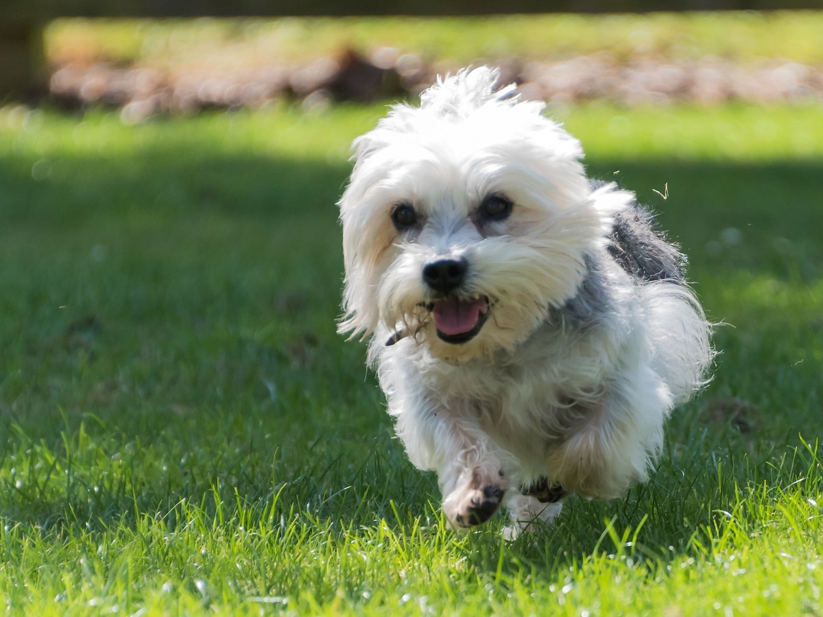 Dandie Dinmont teriér při pohybu na trávě