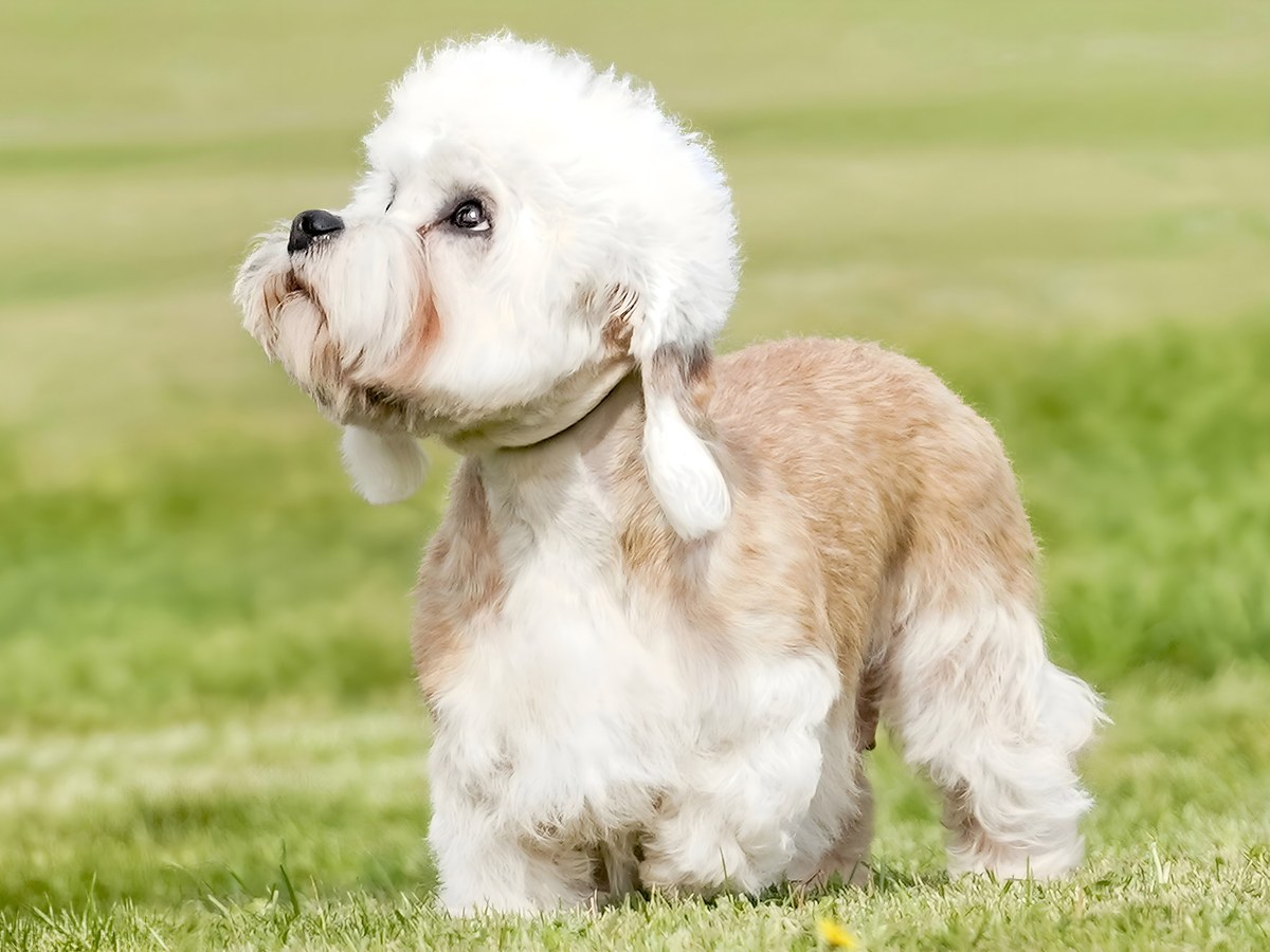 Dandie Dinmont teriér v postoji připomínající jeho tradiční pracovní původ