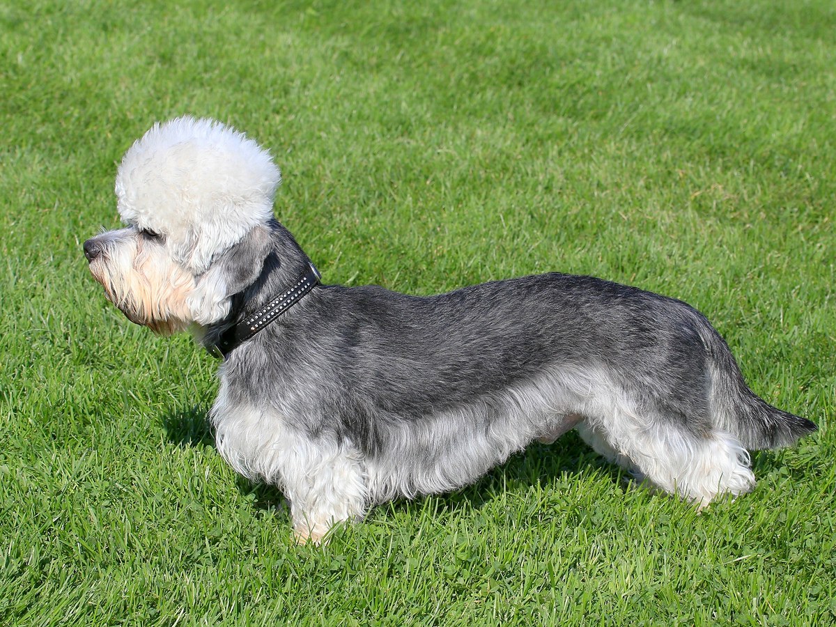 Dandie Dinmont teriér v dobré kondici v přírodě