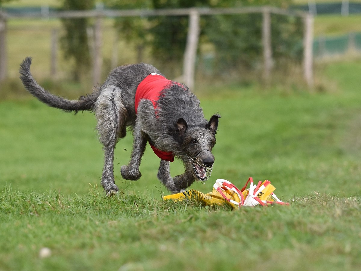 Deerhound pri rýchlom behu na trávnatom povrchu