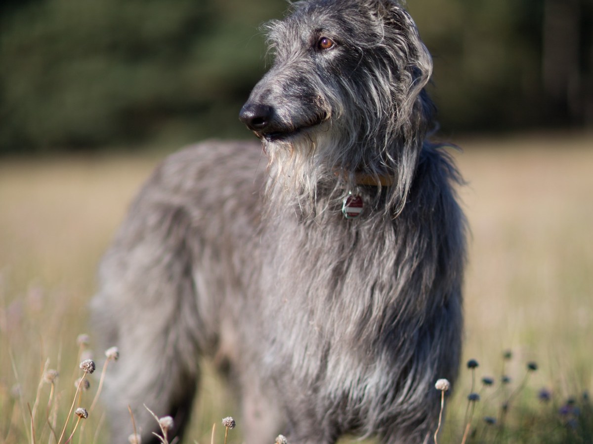 Deerhound v typickej škótskej krajine