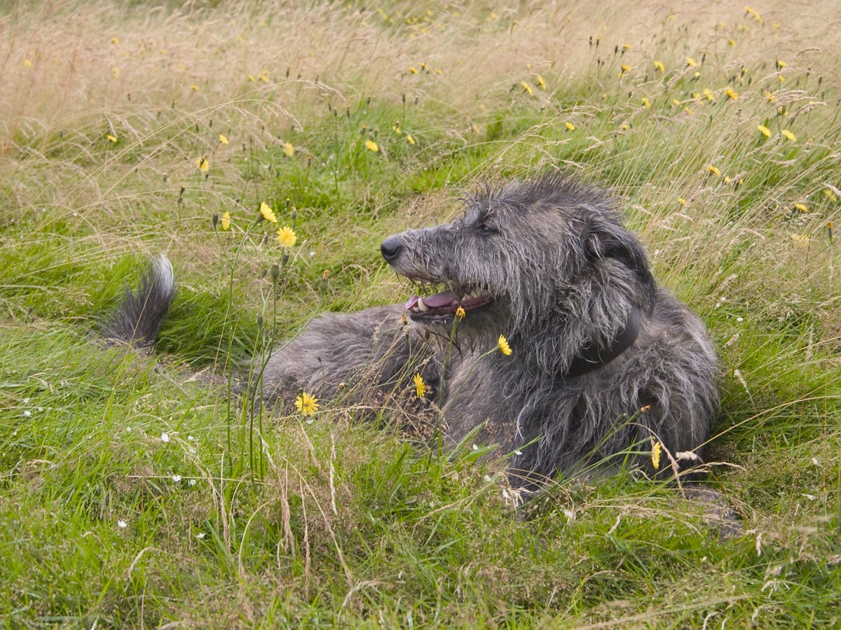 Deerhound odpočívajúci v prírode v dobrej kondícii