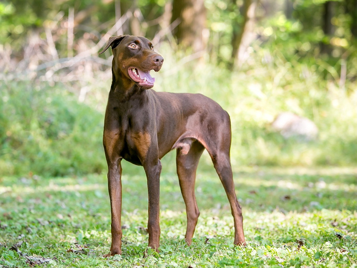 Doberman v prírode pripomínajúci pracovný pôvod plemena