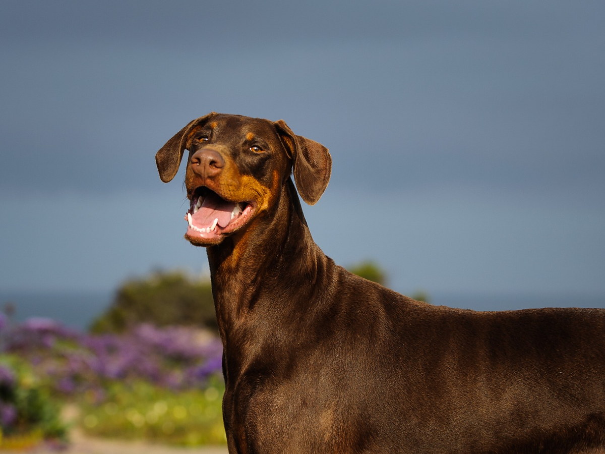 Zdravie a veterinárna prevencia u dobermana