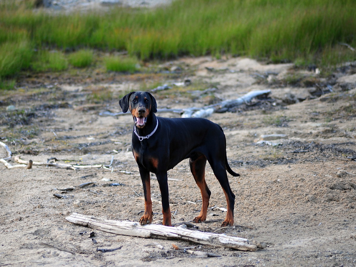 Doberman pri aktívnom pobyte v prírode