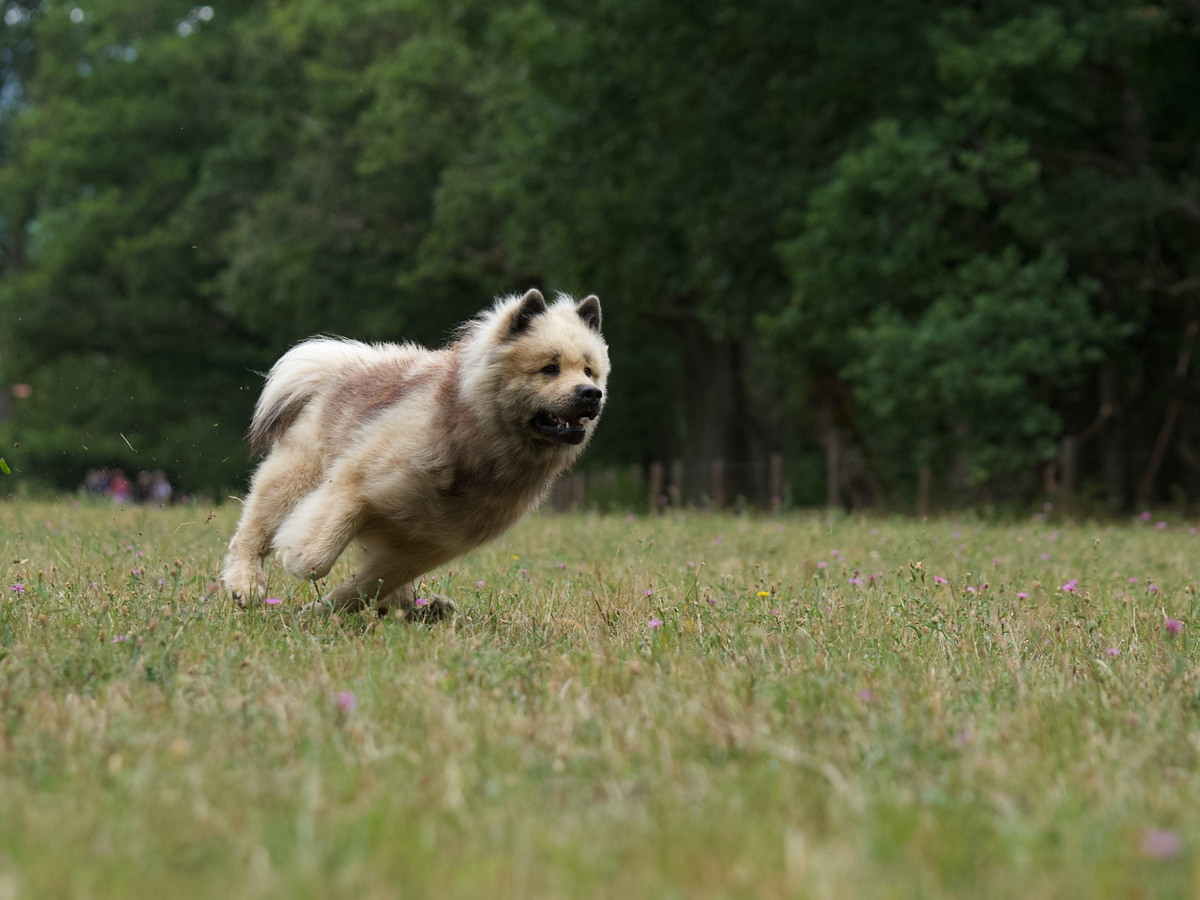 Eurasier pri aktívnom pohybe na lúke