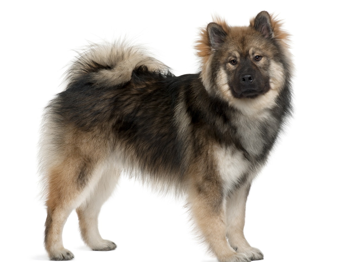 Eurasier v postoji pripomínajúci spojenie európskych a ázijských špicov