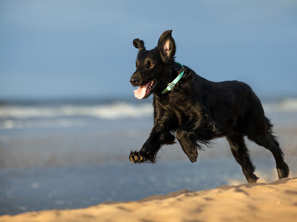 Flat coated retriever pri rýchlom behu