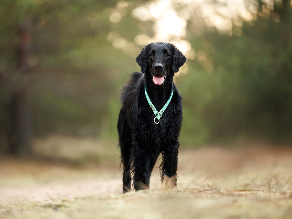 Zdravie a prevencia u flat coated retrievera