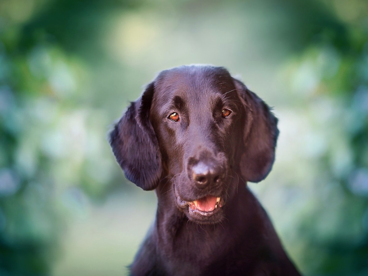 Starostlivosť o lesklú srsť flat coated retrievera