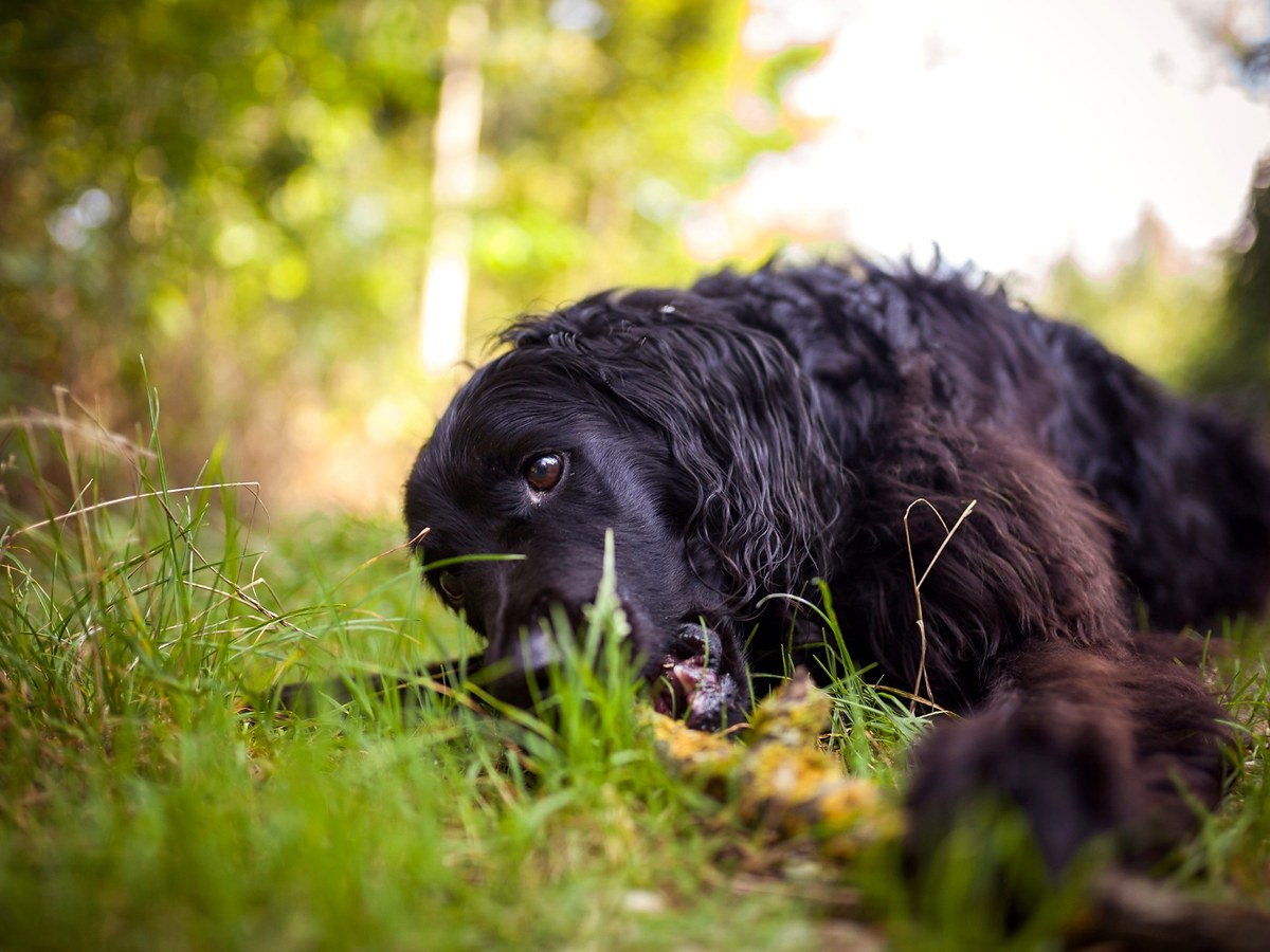 Flat coated retriever v prírode pripomínajúci jeho poľovný pôvod