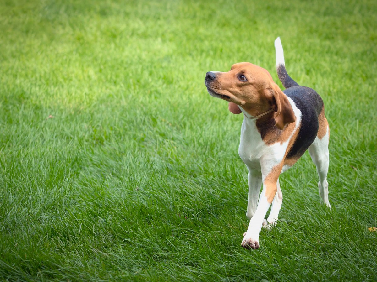 Foxhound v pohybu na zelené louce