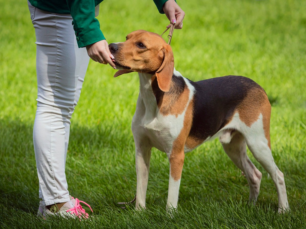 Foxhound v elegantním postoji