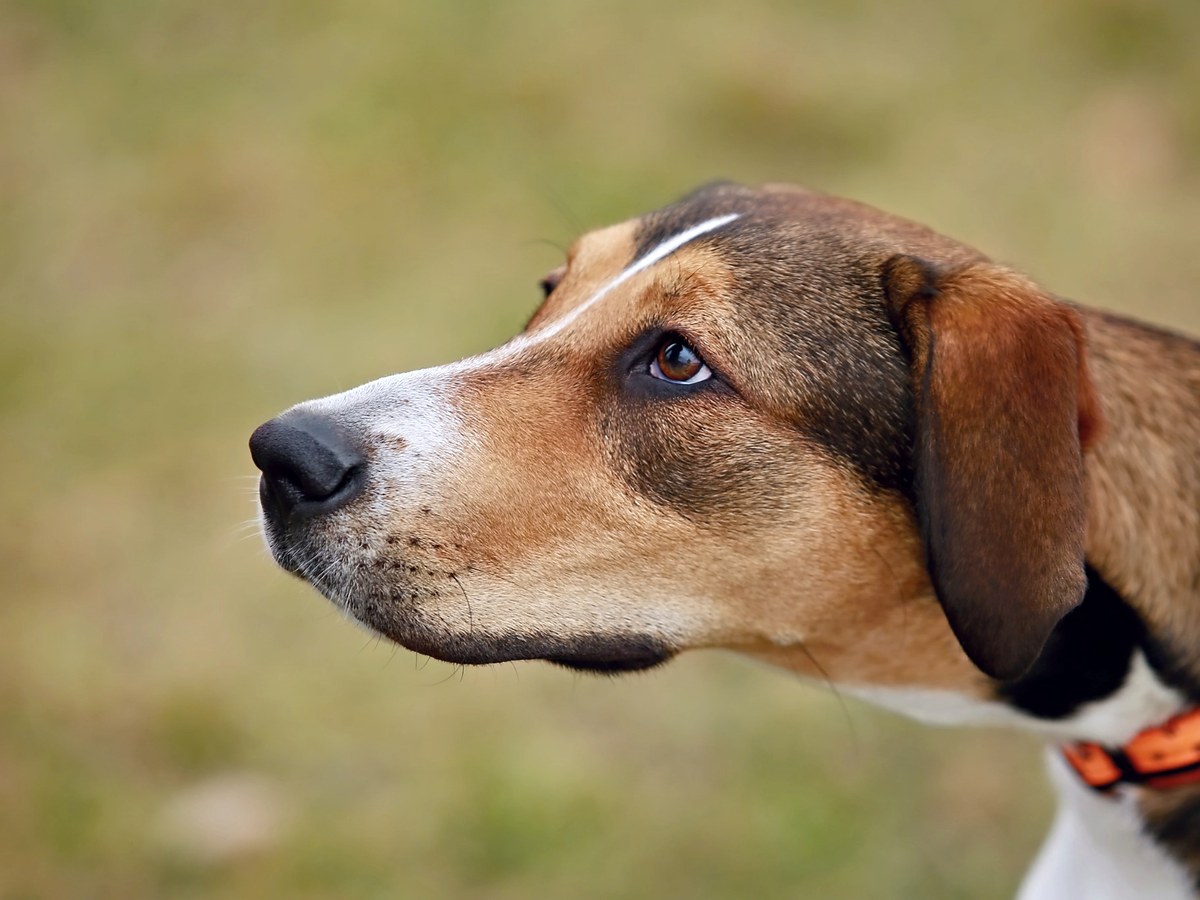 Foxhound v přírodě s typickým trikolorním zbarvením