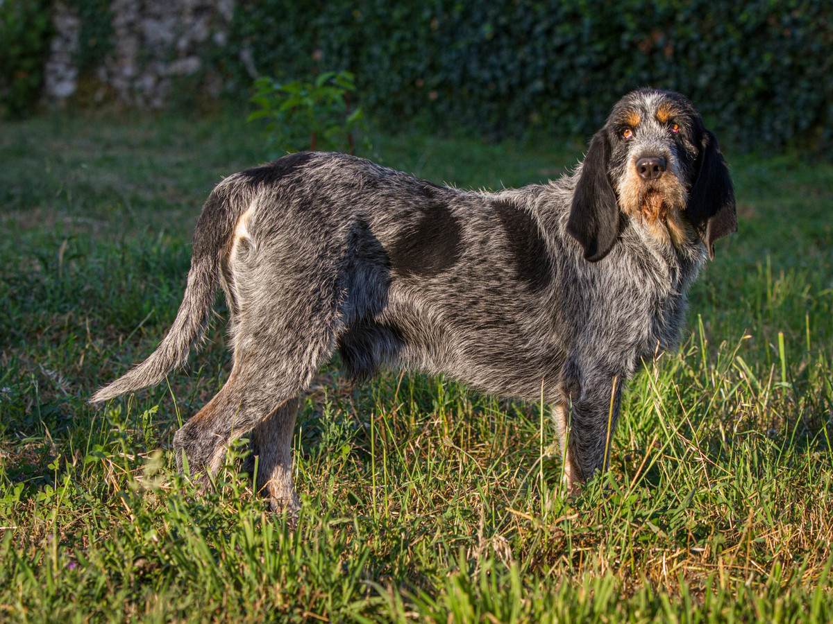 Zdraví a veterinární prevence u hrubosrstého modrého gaskoňského honiče