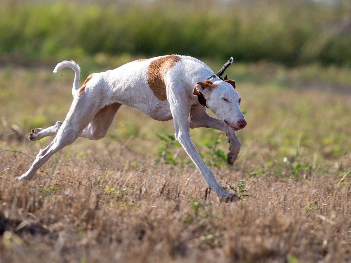 Ibizský podenco v rychlém pohybu