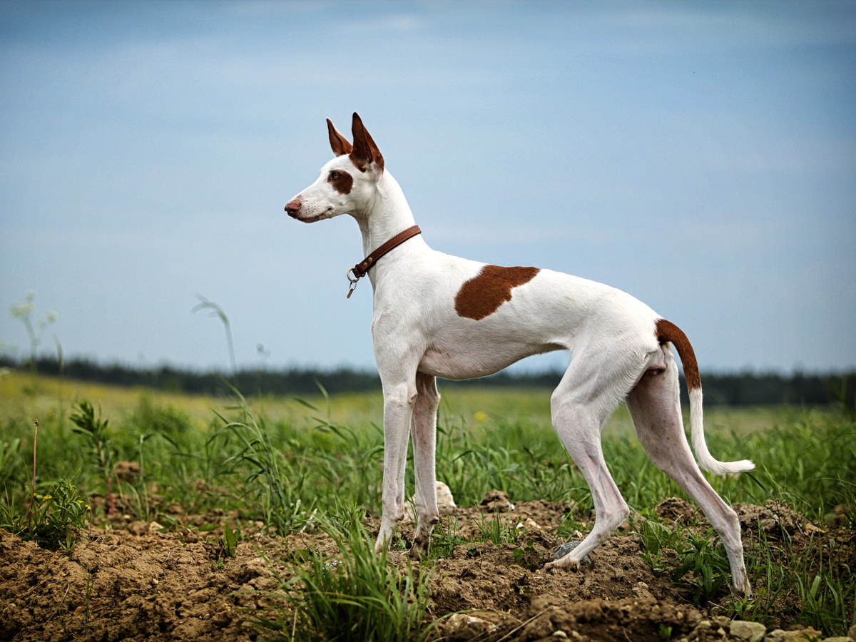 Ibizský podenco v postoji v krajině