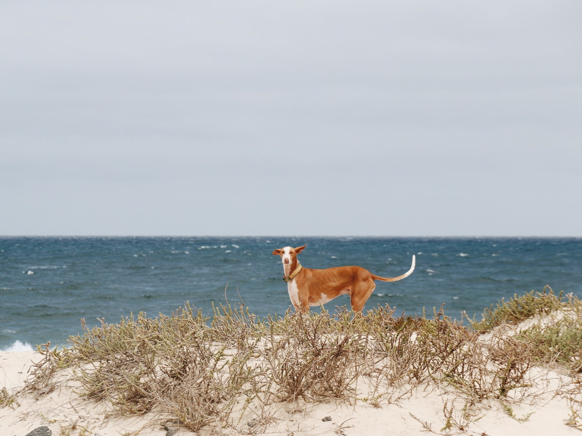 Ibizský podenco v přírodě u moře